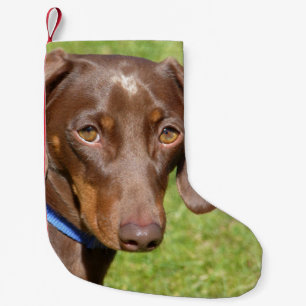 Dachshund Liten Julstrumpa