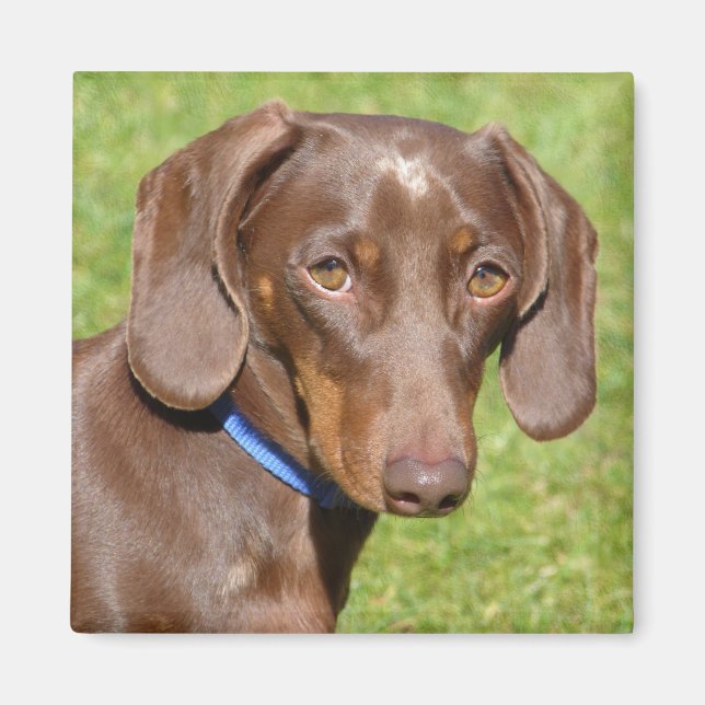 Dachshund Magnet (Framsidan)