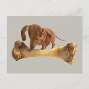 Dachshund med stor bone vykort