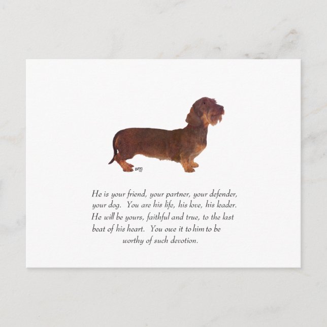 Dachshund- minnessak - hane vykort (Framsida)