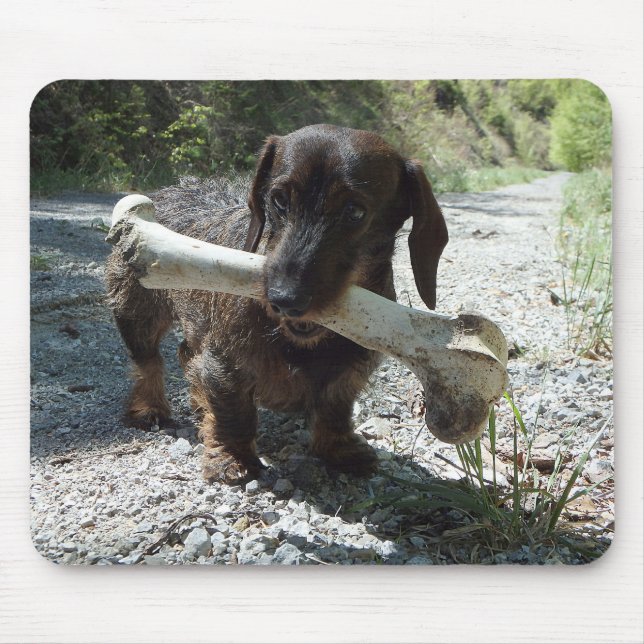 Dachshund Musmatta (Framsidan)