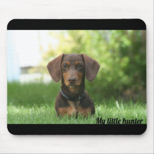 Dachshund Musmatta