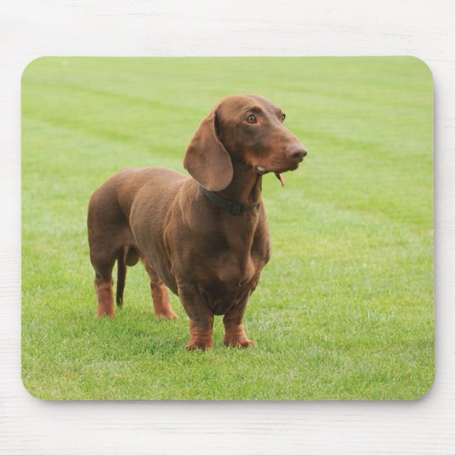 Dachshund Musmatta (Framsidan)