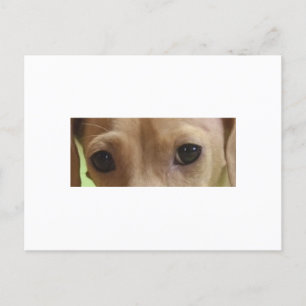 dachshund ögon kräm vykort