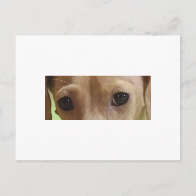 dachshund ögon kräm vykort (Framsida)