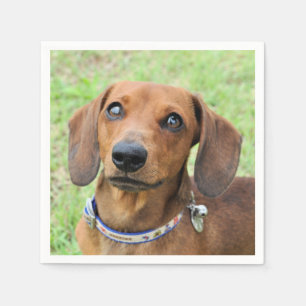 Dachshund Pappersservett