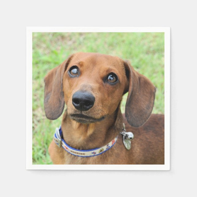 Dachshund Pappersservett (Framsidan)