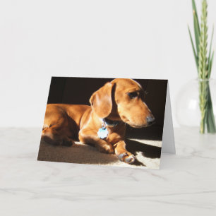 Dachshund Pet Hund Kort