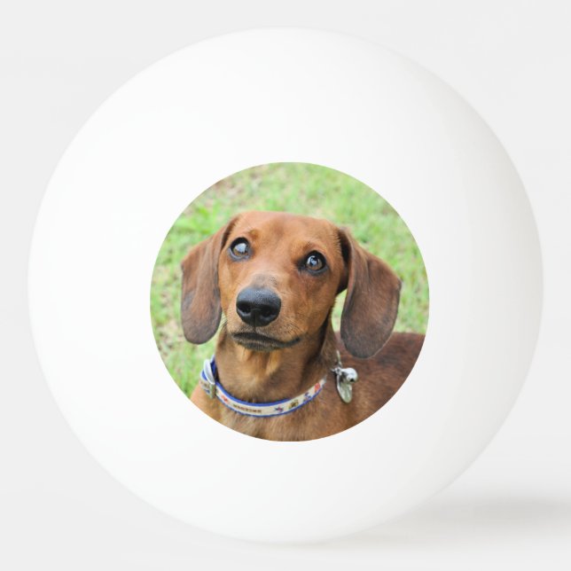 Dachshund Pingisboll (Framsidan)