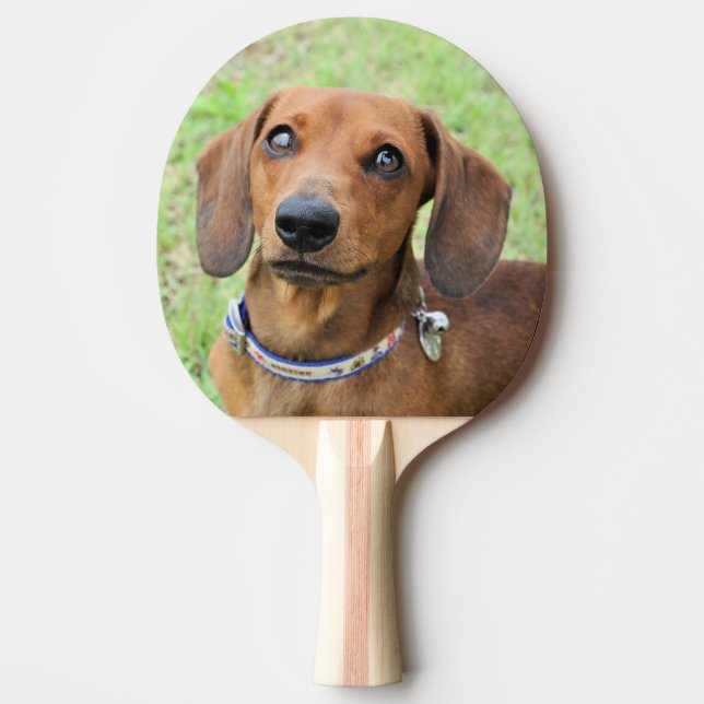 Dachshund Pingisracket (Framsidan)