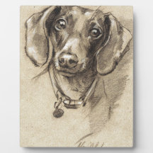 Dachshund porträtt