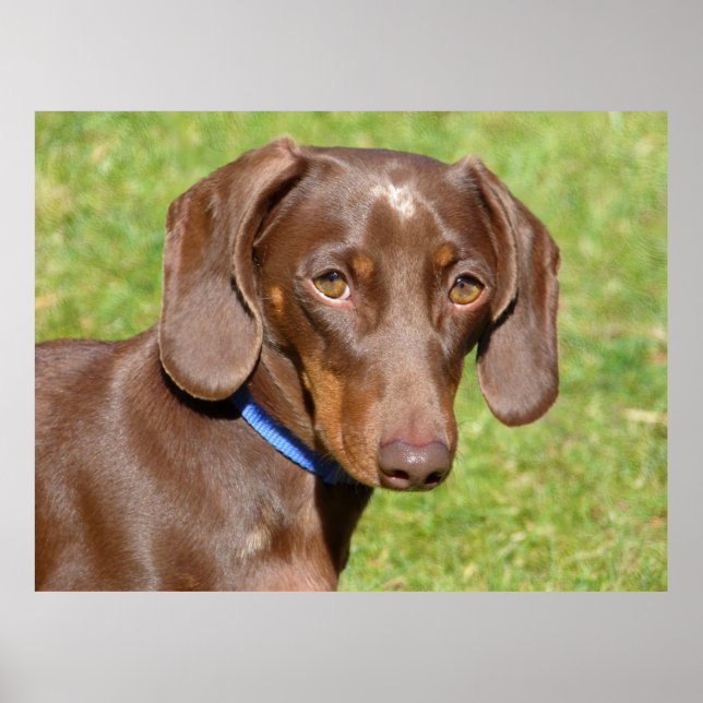 Dachshund Poster (Framsidan)