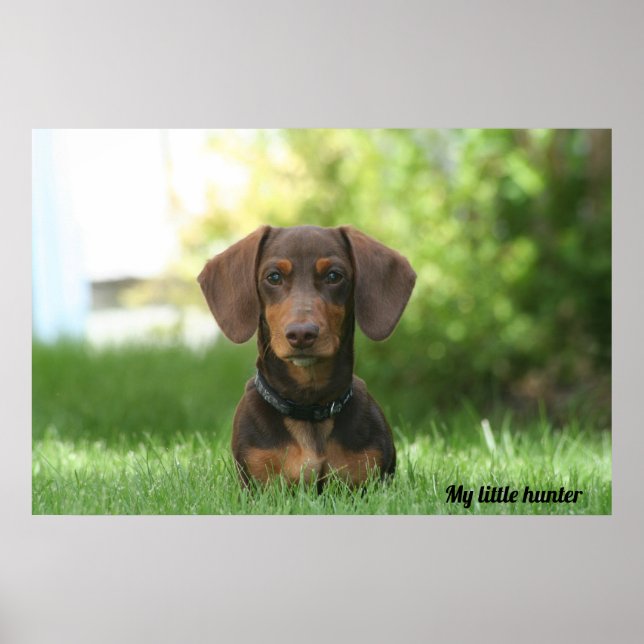 Dachshund Poster (Framsidan)