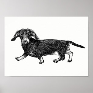 Dachshund Poster/Väggkonst Poster