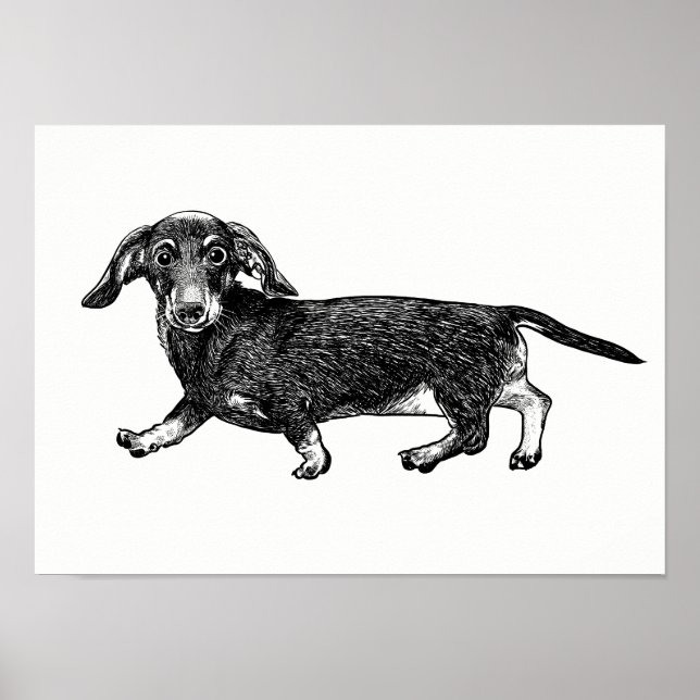 Dachshund Poster/Väggkonst Poster (Framsidan)