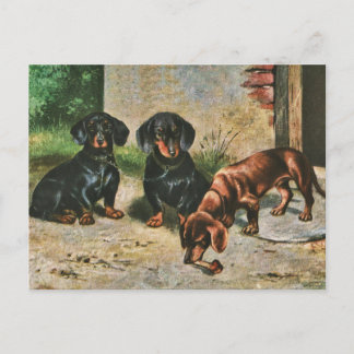 Dachshund Puppies Vykort
