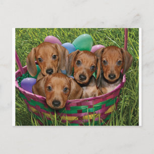 Dachshund Puppies Vykort