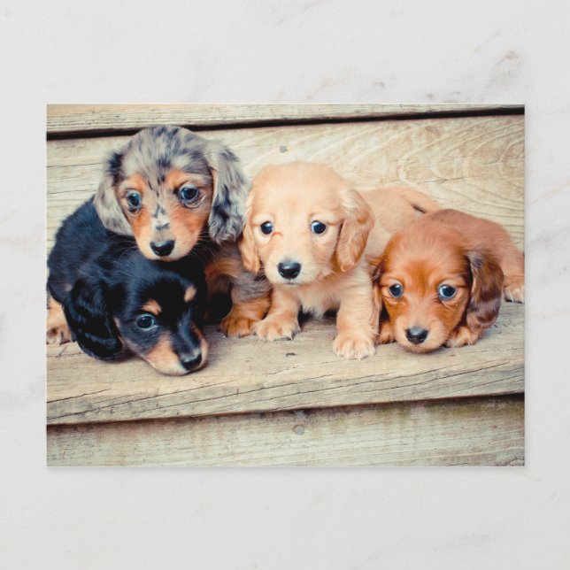 Dachshund Puppies Vykort (Framsida)