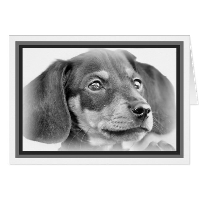 Dachshund Puppy B&W Hälsningskort (Framsidan Horizontal)