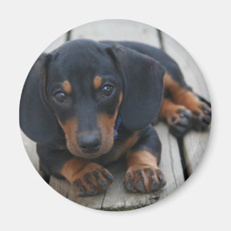 Dachshund Puppy Black Magnet