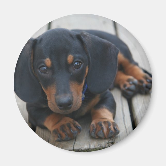 Dachshund Puppy Black Magnet (Framsidan)