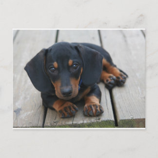 Dachshund Puppy Black Vykort