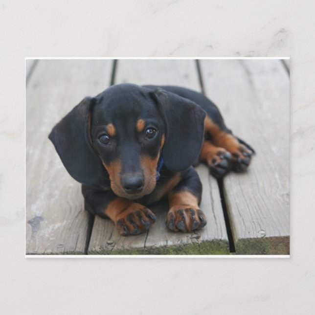 Dachshund Puppy Black Vykort (Framsida)
