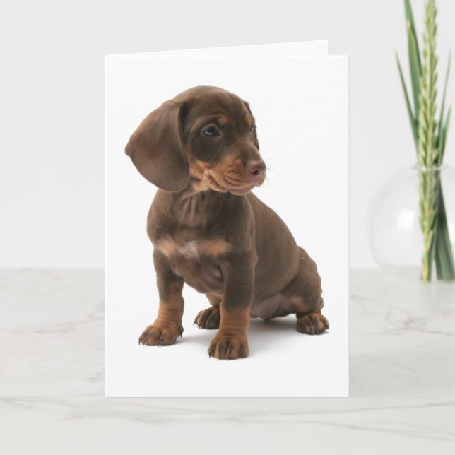 Dachshund Puppy Greeting Card Kort (Framsida)