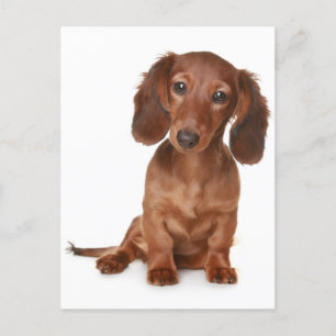Dachshund Puppy Hund Blank vykort