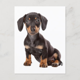 Dachshund Puppy Hund Blank vykort