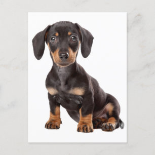 Dachshund Puppy Hund Blank vykort