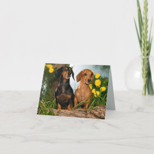 Dachshund Puppy Hund Blankt anteckningskort