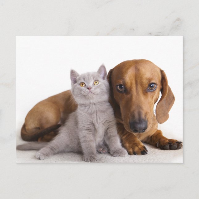 Dachshund Puppy Hund & Kitten Blank vykort (Framsida)