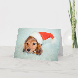 Dachshund Puppy Jul Helgkort