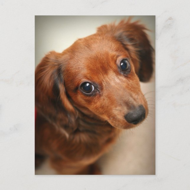 Dachshund Puppy, långfristig Vykort (Framsida)