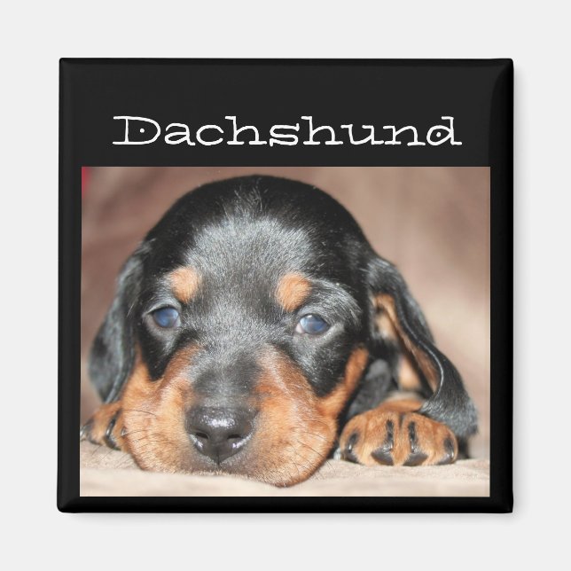 Dachshund Puppy Magnet (Framsidan)
