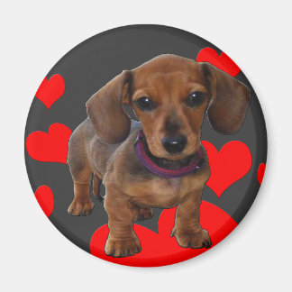 DACHSHUND Puppy med Hearts Magnet