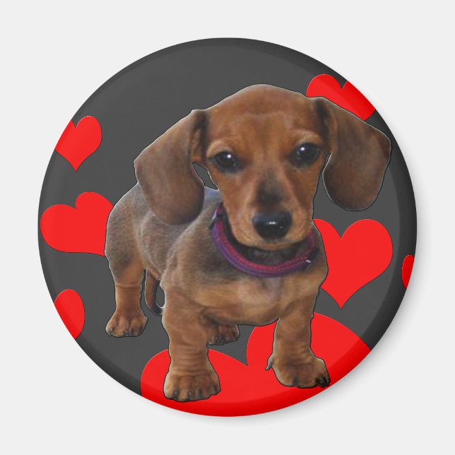 DACHSHUND Puppy med Hearts Magnet (Framsidan)