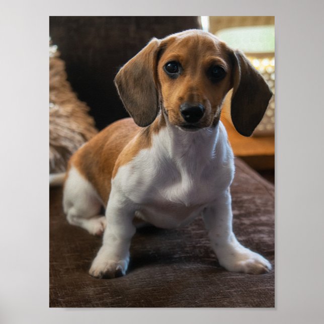 Dachshund puppy poster (Framsidan)