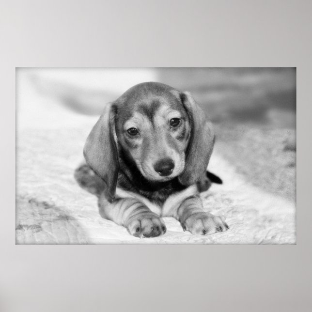 Dachshund Puppy Poster (Framsidan)