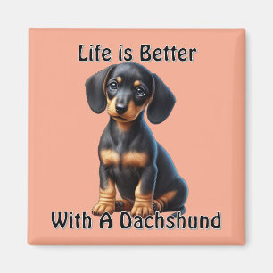 Dachshund Puppy Sitta och Tittar med ocent Magnet