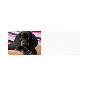 Dachshund-puppy söt returadress etikett