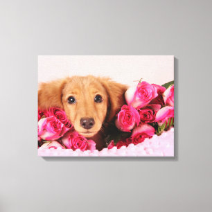 Dachshund Puppy Suravrundat av Ro Canvastryck