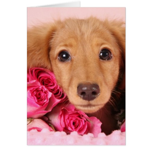 Dachshund Puppy Suravrundat av Ro Hälsningskort (Framsidan)