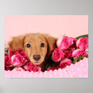 Dachshund Puppy Suravrundat av Ro Poster