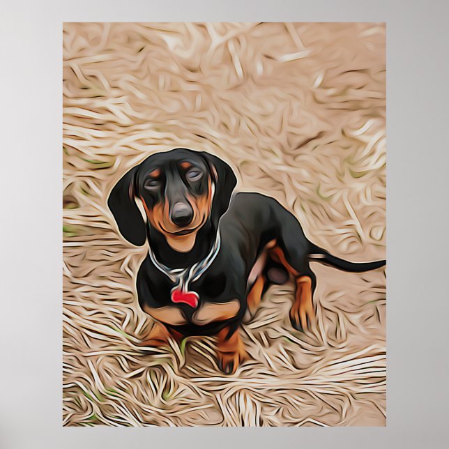 Dachshund Puppy tittar på kameran Poster (Framsidan)
