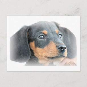 Dachshund Puppy Vykort