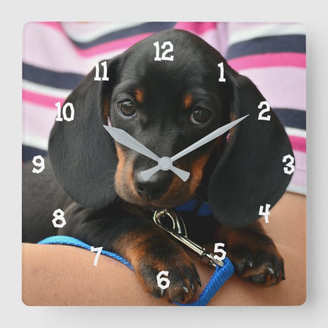 Dachshund Puppy Wall Clock Fyrkantig Klocka (Framsida)