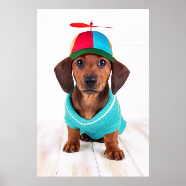 Dachshund Puppy Wearing Propeller Hat Poster (Framsidan)