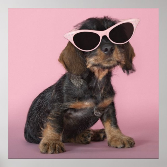 Dachshund Puppy Wearing Sunglasses Poster (Framsidan)